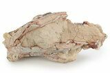 Unprepared, Fossil Oreodont (Merycoidodon) Skull - South Dakota #249263-5